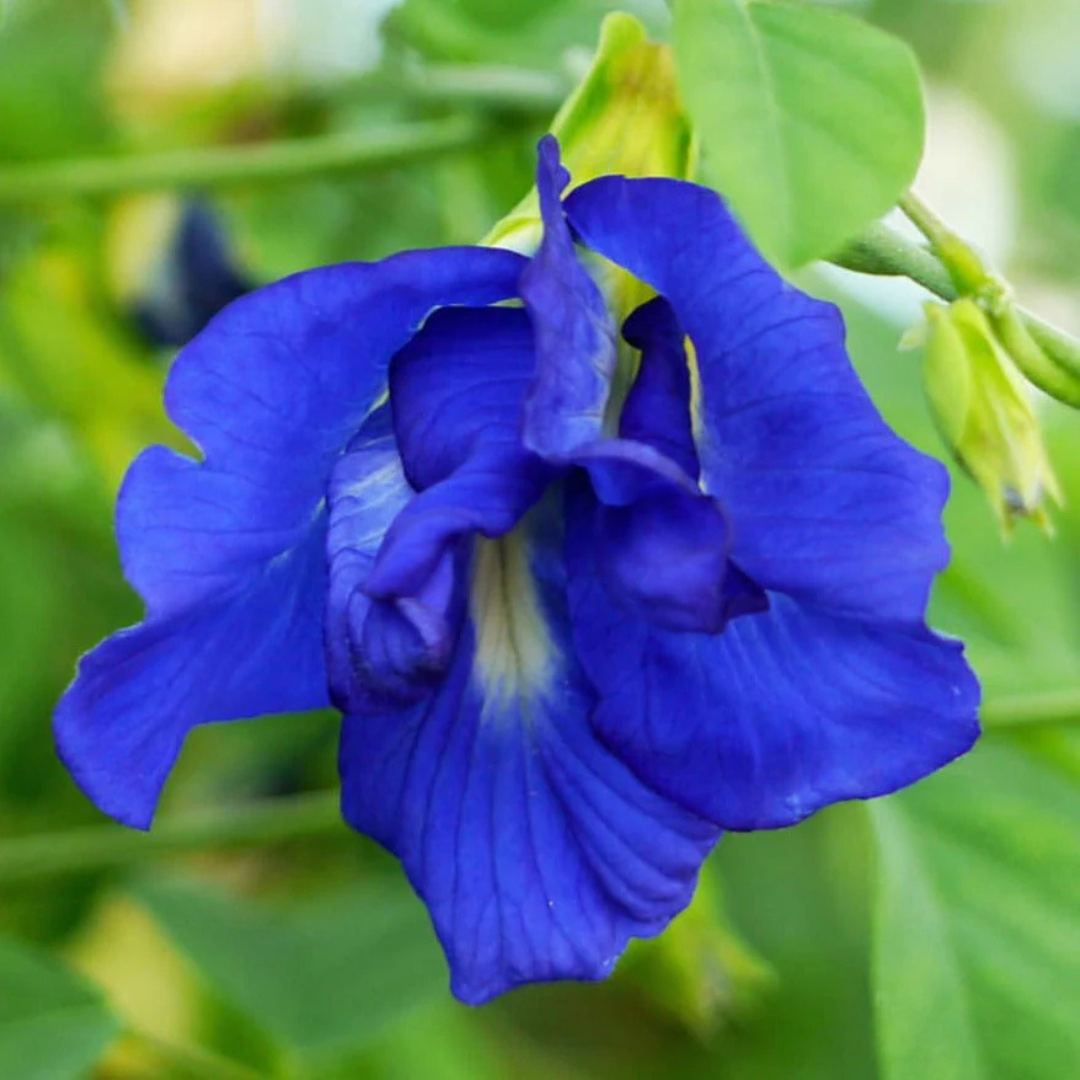 Medicinal Plants