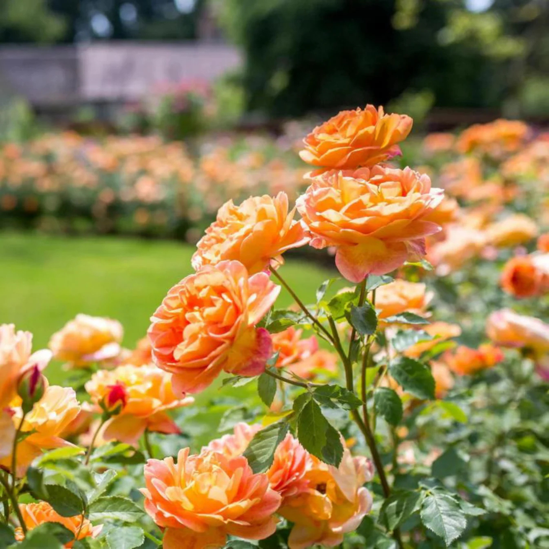 Rose Plants
