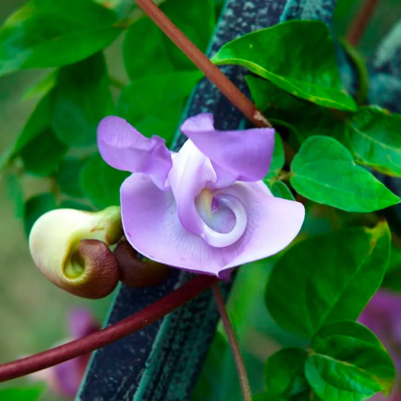 Spiritual Plants