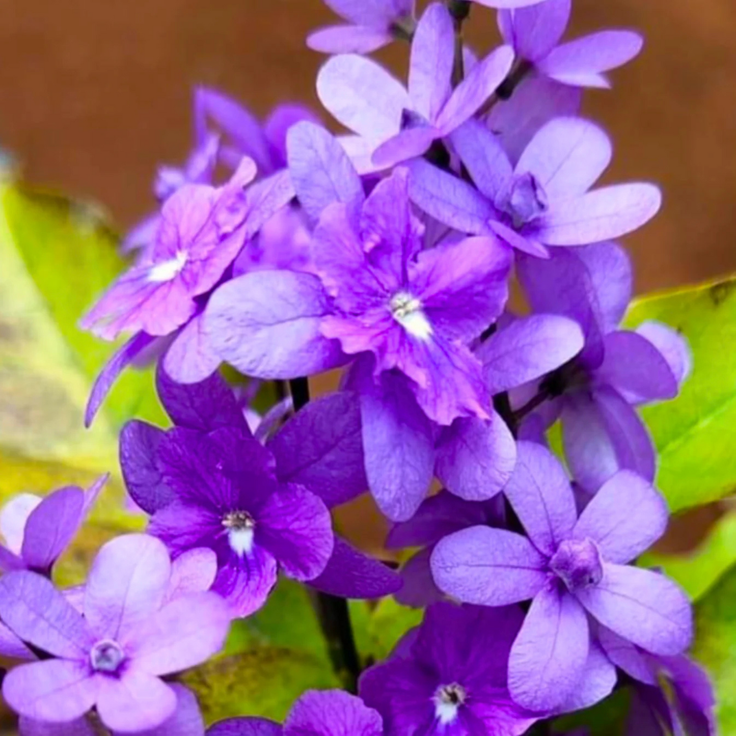 Bush Purple Wreath, Sandpaper Rare Flowering Live Plant