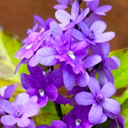 Bush Purple Wreath, Sandpaper Rare Flowering Live Plant