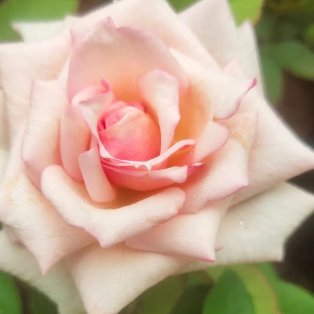 7 Days Rose Live Plant - Pink