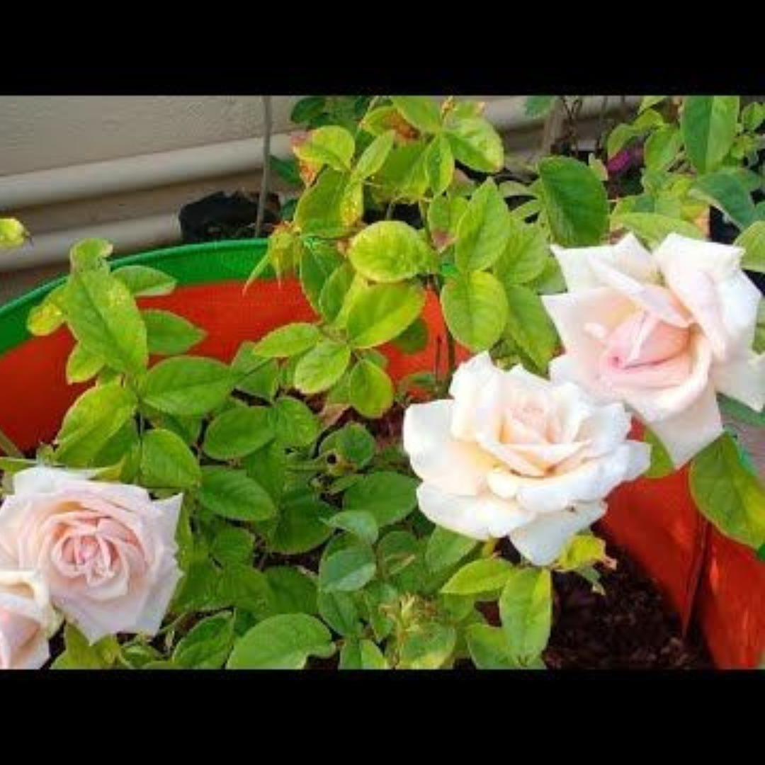 7 Days Rose Live Plant - Pink