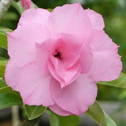 Adenium Pink Double Petal Desert Rose Rare Live Flowering Plant