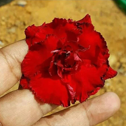 Adenium Red Double Petal Desert Rose Live Plant