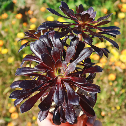 Aeonium Black (Black Rose Succulent) Live Plant