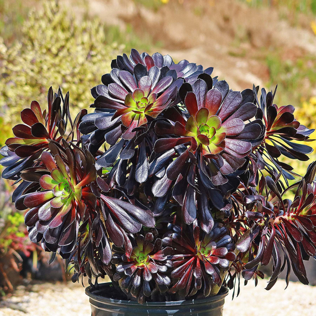 Aeonium Black (Black Rose Succulent) Live Plant