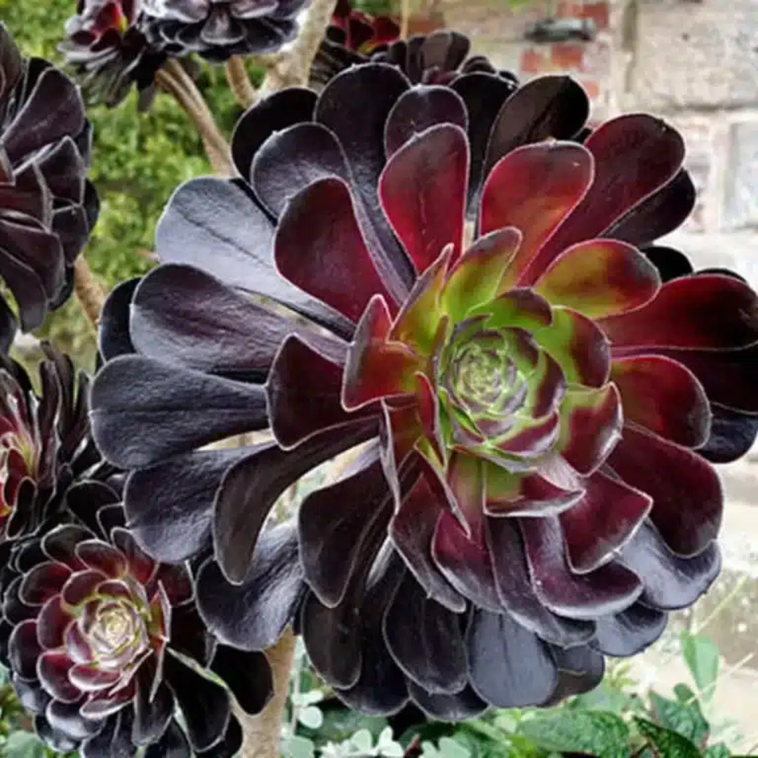 Aeonium Black (Black Rose Succulent) Live Plant