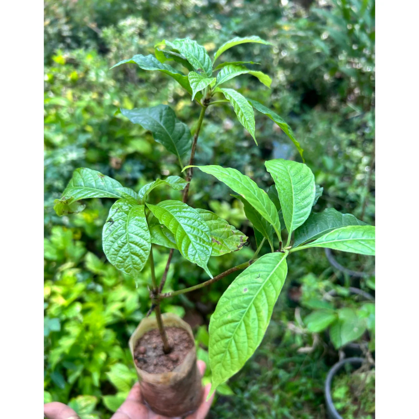 African Tree Gardenia (Euclinia longiflora) Flowering Live Plant