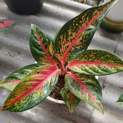 Aglaonema Hot Flaming Lady Indoor Live Plant