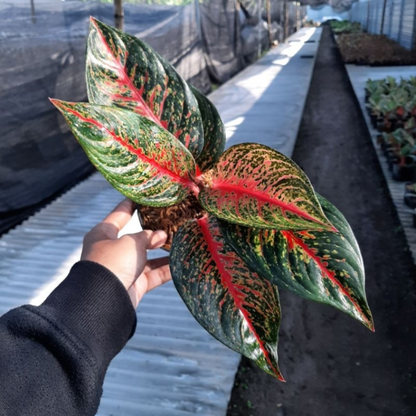 Aglaonema Hot Flaming Lady Indoor Live Plant