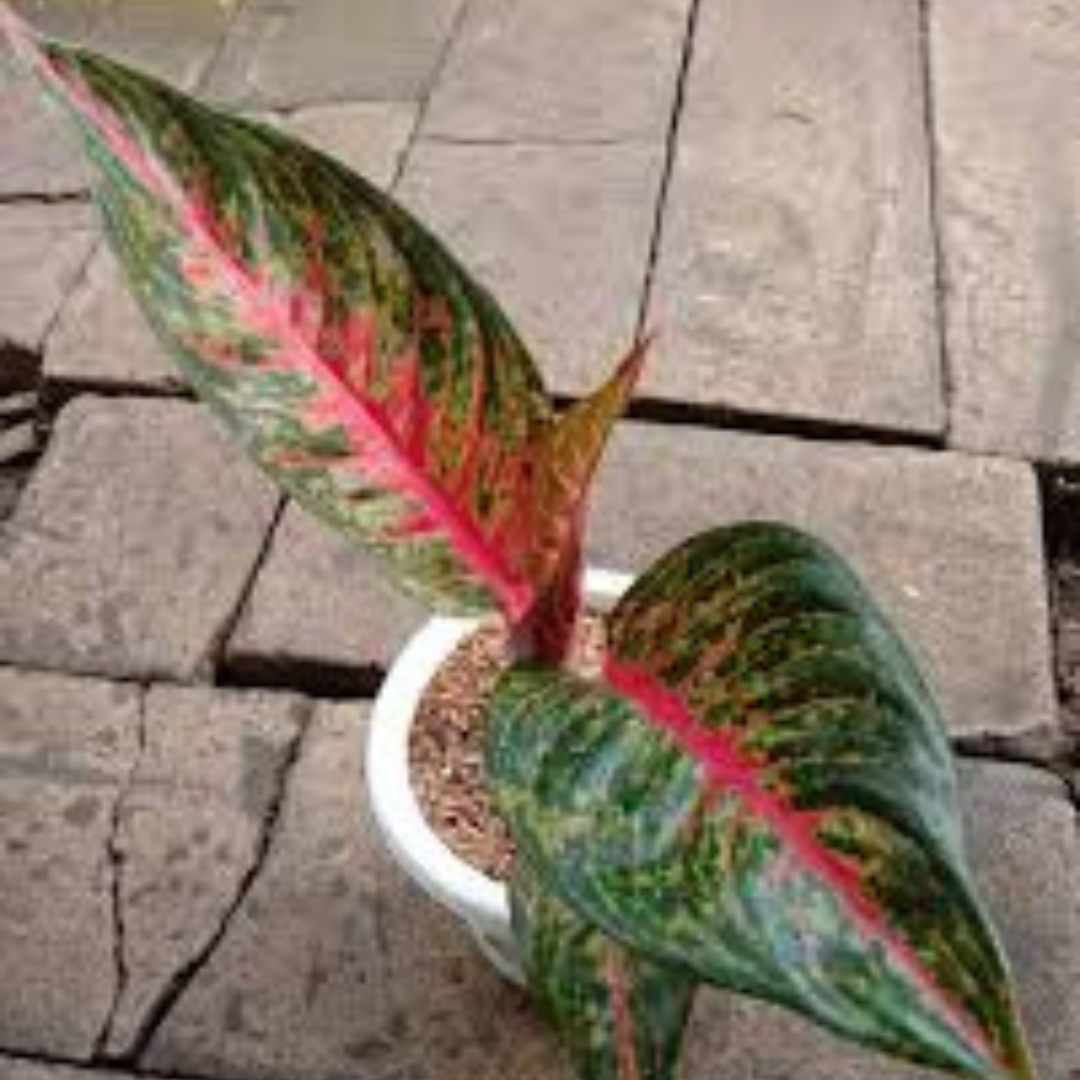 Aglaonema Hot Flaming Lady Indoor Live Plant
