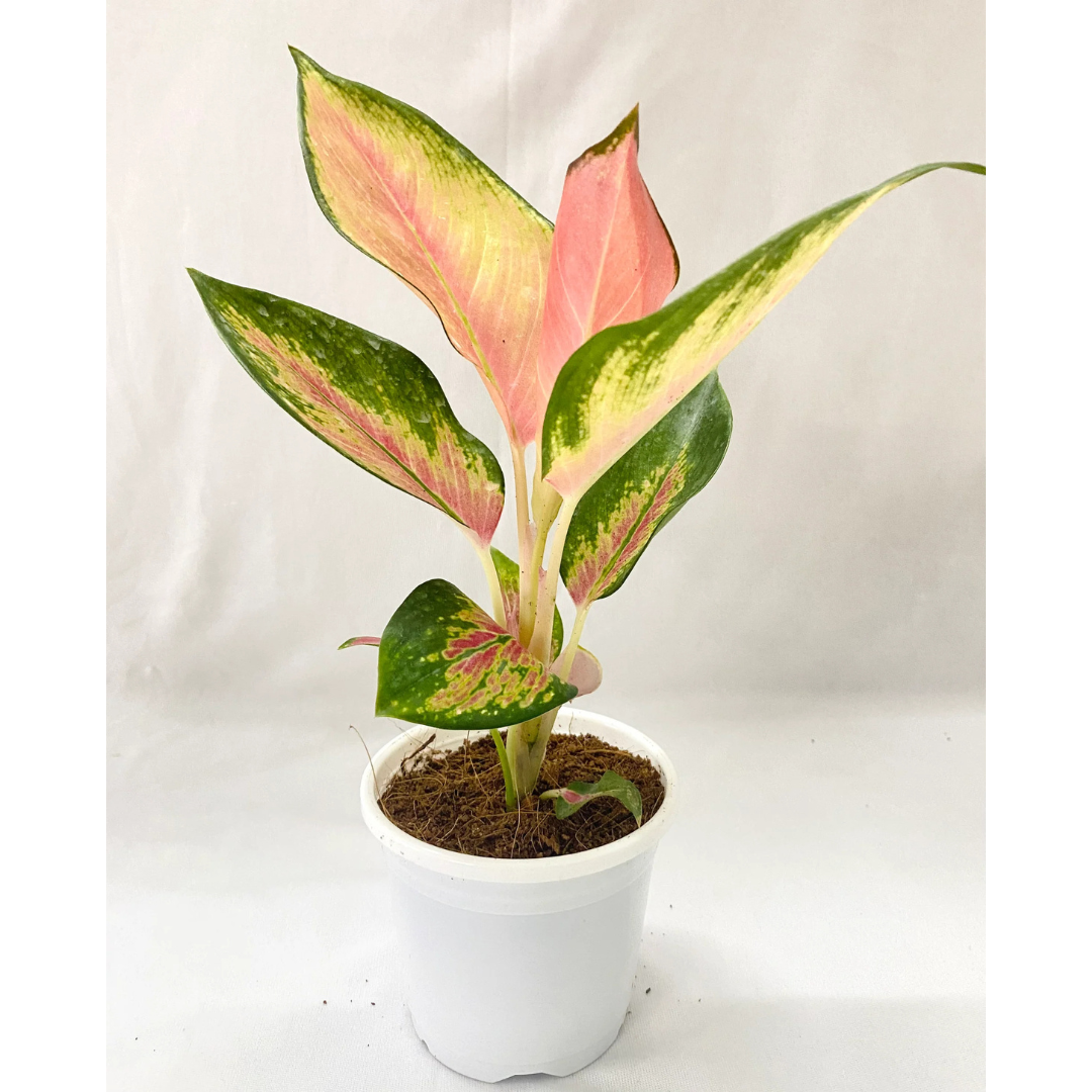 Aglaonema Red Desire Indoor/Outdoor Plant