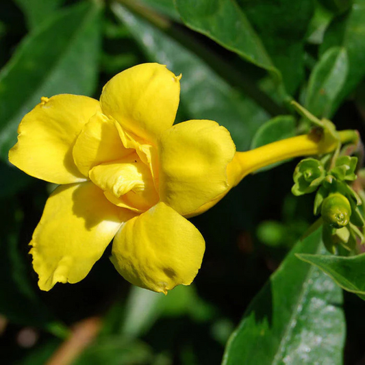 Allamanda Yellow Double Petal Creeper/Climber Flowering Live Plant