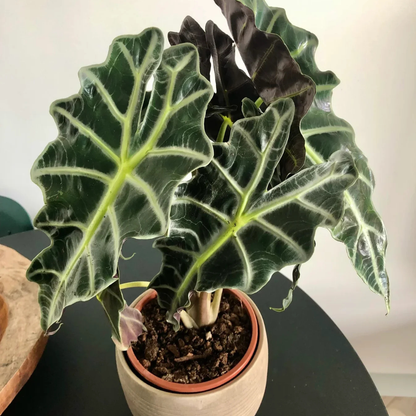 Alocasia Amazonica (Elephant's ear) Indoor / Outdoor Live Plant