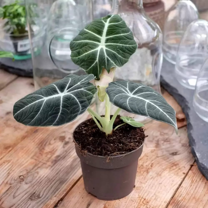 Alocasia Reginula (Black Velvet) Indoor / Outdoor Live Plant