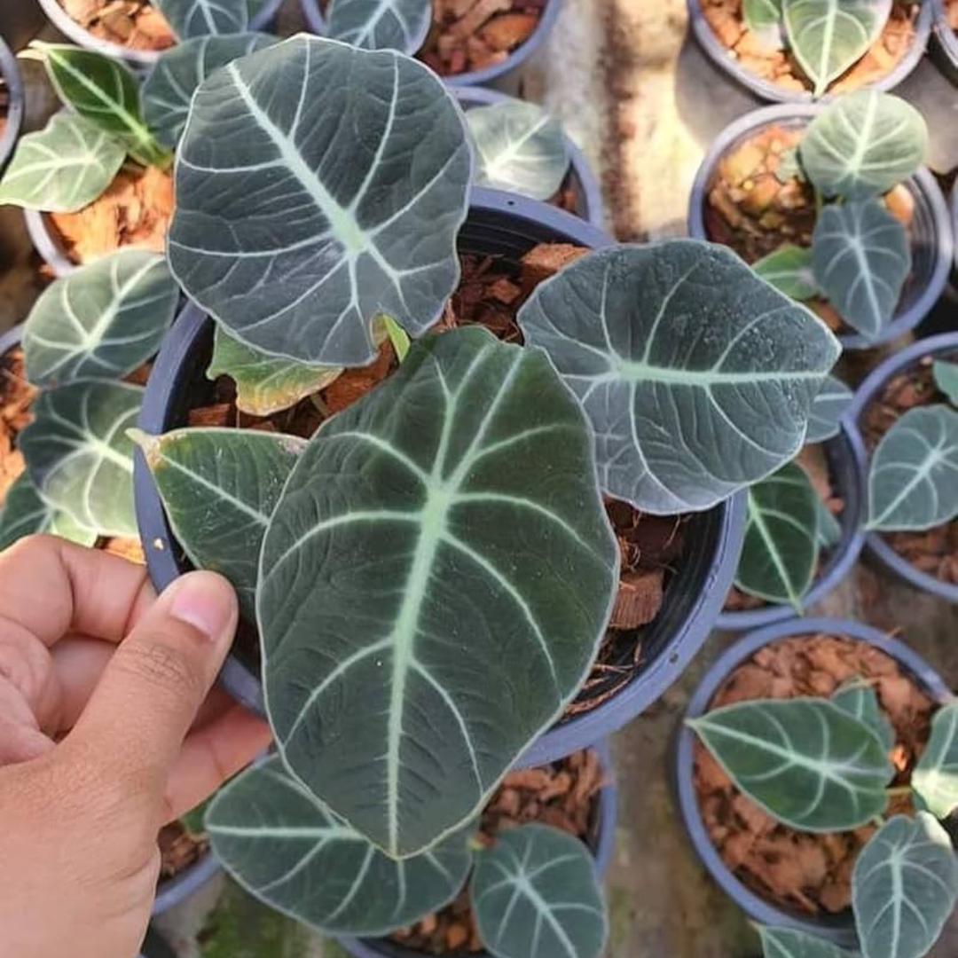 Alocasia Reginula (Black Velvet) Indoor / Outdoor Live Plant