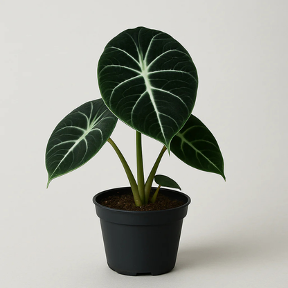 Alocasia Reginula (Black Velvet) Indoor / Outdoor Live Plant
