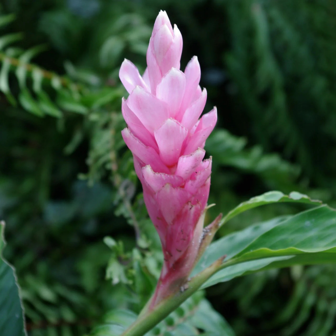 Alpinia Ginger Pink Flowering Live Plant