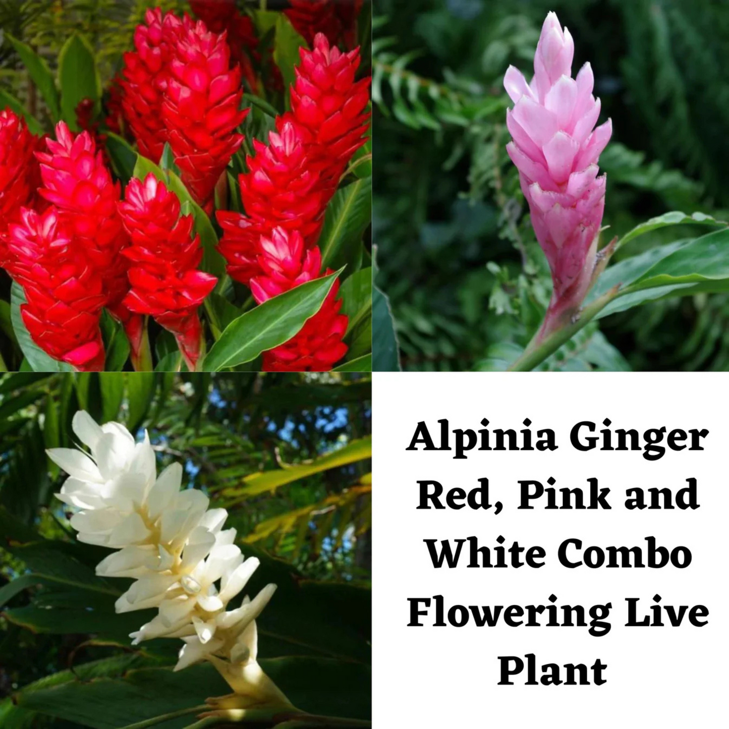 Alpinia Ginger Red, Pink and White Combo Flowering Live Plant