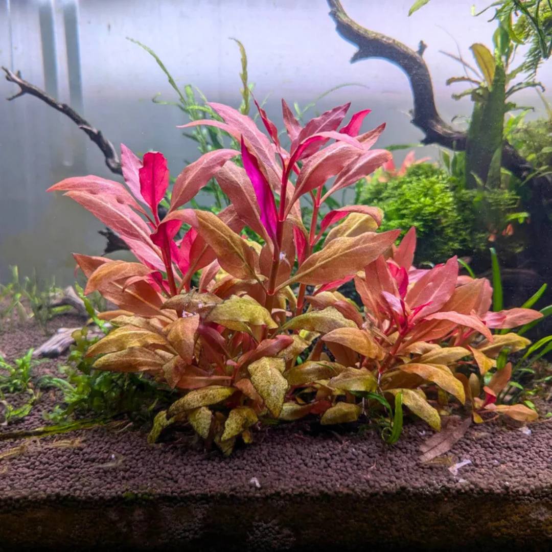Alternanthera Reineckii Live Aquarium Plant