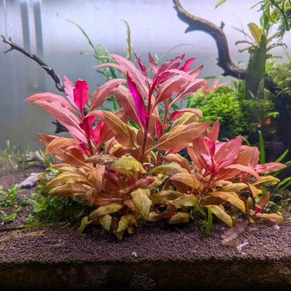 Alternanthera Reineckii Live Aquarium Plant