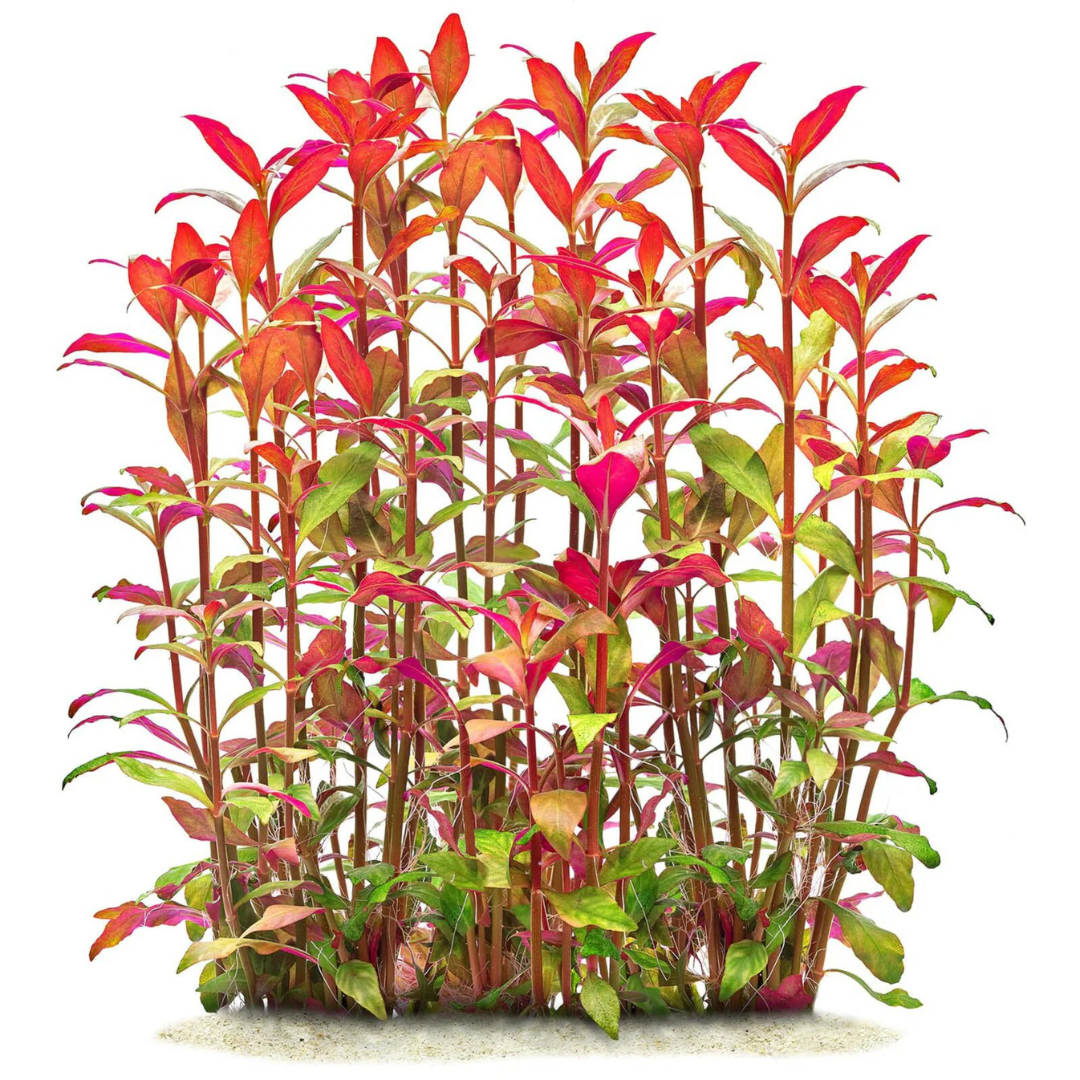 Alternanthera Reineckii Live Aquarium Plant