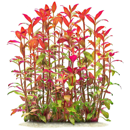 Alternanthera Reineckii Live Aquarium Plant