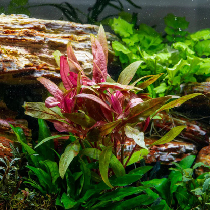 Alternanthera Reineckii Live Aquarium Plant