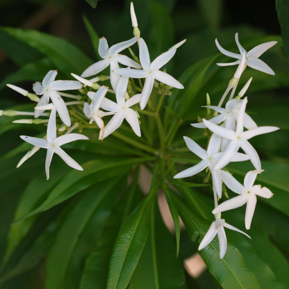 Analivegam (Alstonia venenata) Medicinal Live Plant