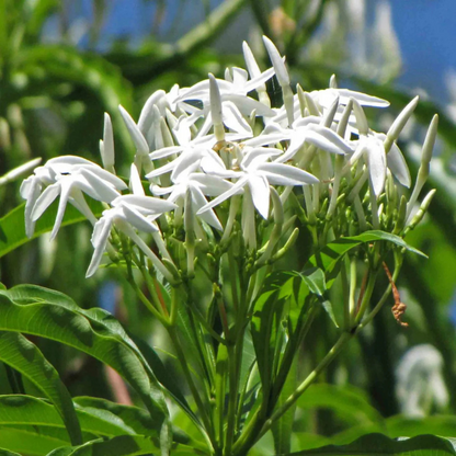 Analivegam (Alstonia venenata) Medicinal Live Plant