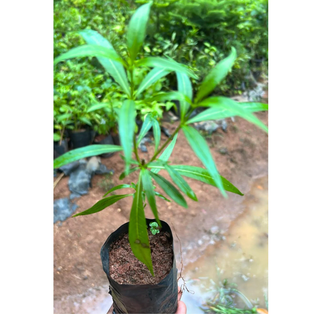 Analivegam (Alstonia venenata) Medicinal Live Plant