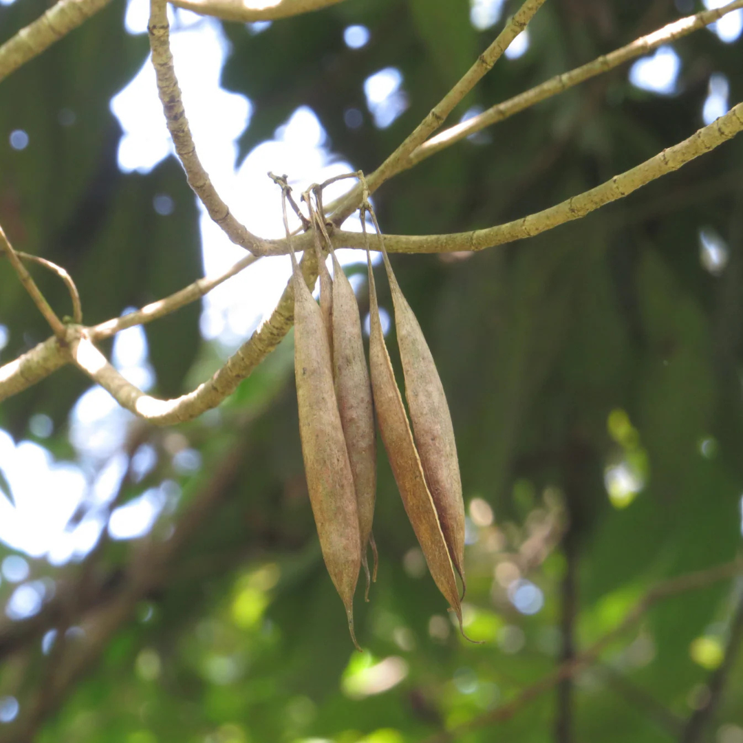 Analivegam (Alstonia venenata) Medicinal Live Plant