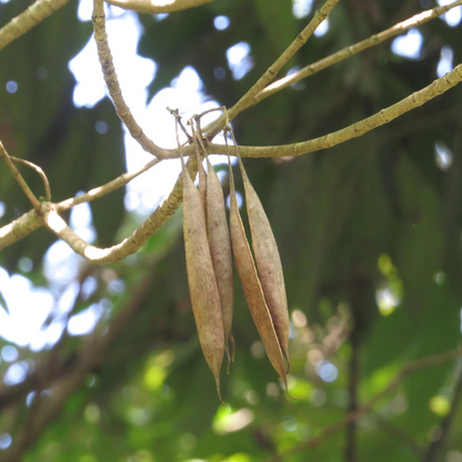 Analivegam (Alstonia venenata) Medicinal Live Plant