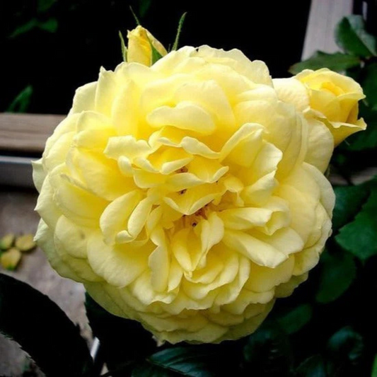 Anny Duperey Yellow Rose Flowering Grafted Live Plant