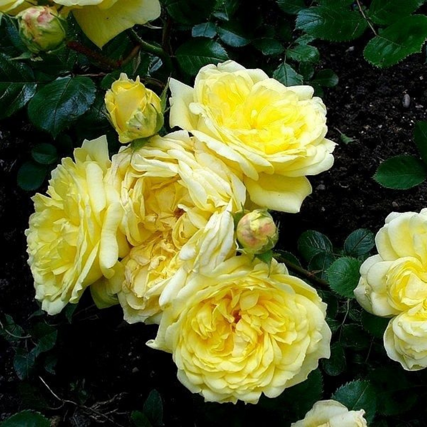 Anny Duperey Yellow Rose Flowering Grafted Live Plant