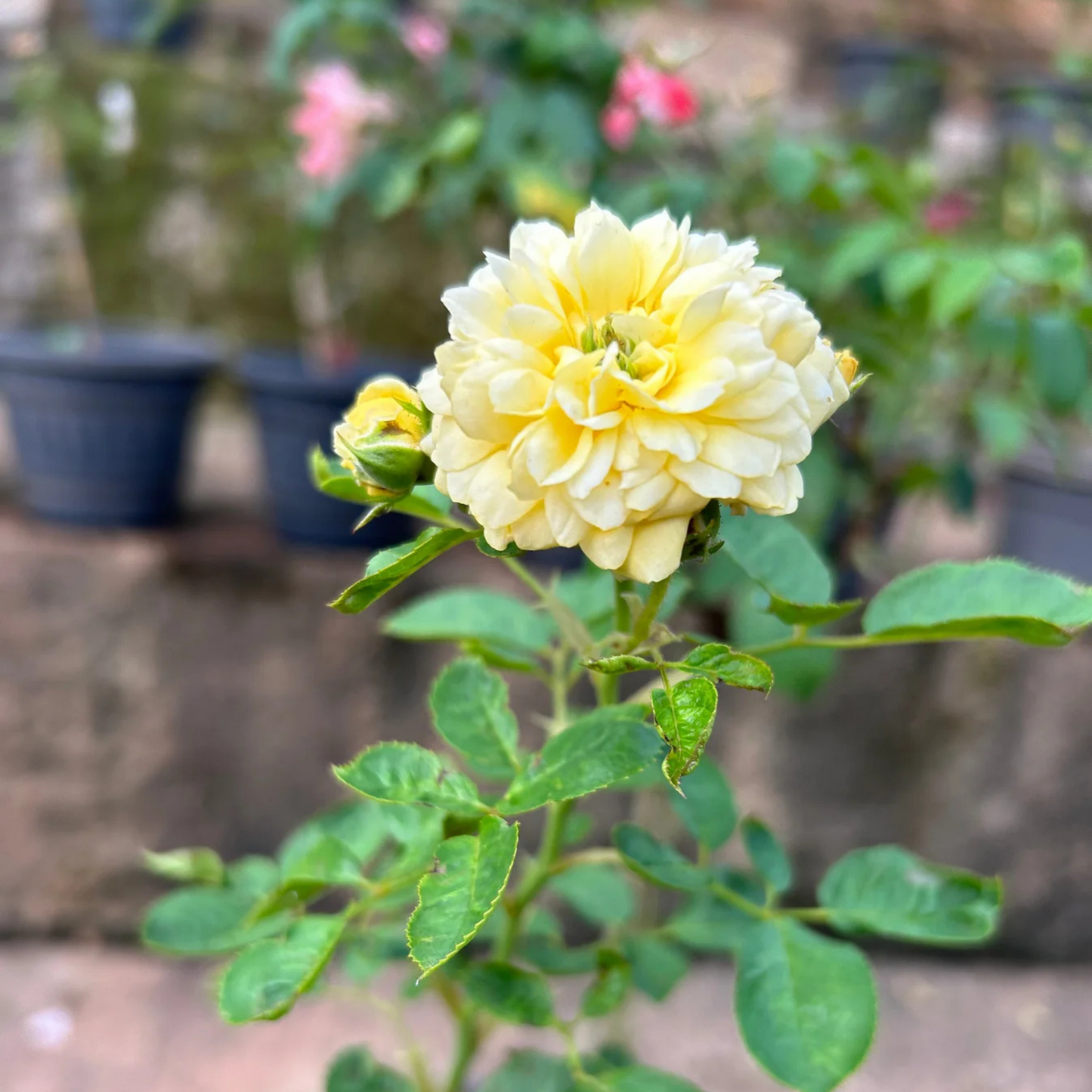 Anny Duperey Yellow Rose Flowering Grafted Live Plant