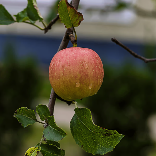 Apple Harman 99 Tropical Grafted Fruit Plant
