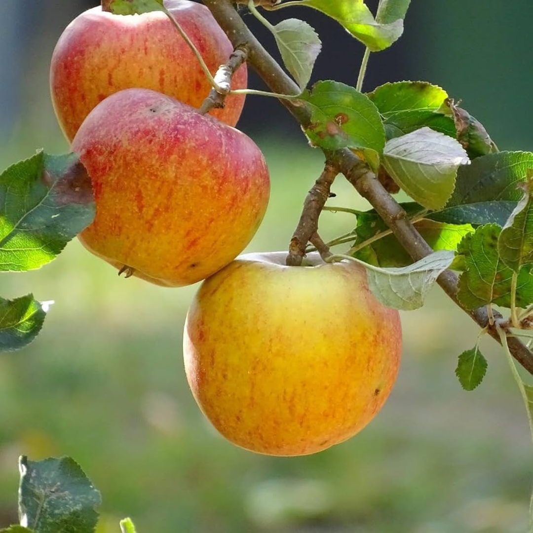 Apple Harman 99 Tropical Grafted Fruit Plant