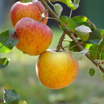 Apple Harman 99 Tropical Grafted Fruit Plant