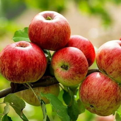 Apple Harman 99 Tropical Grafted Fruit Plant