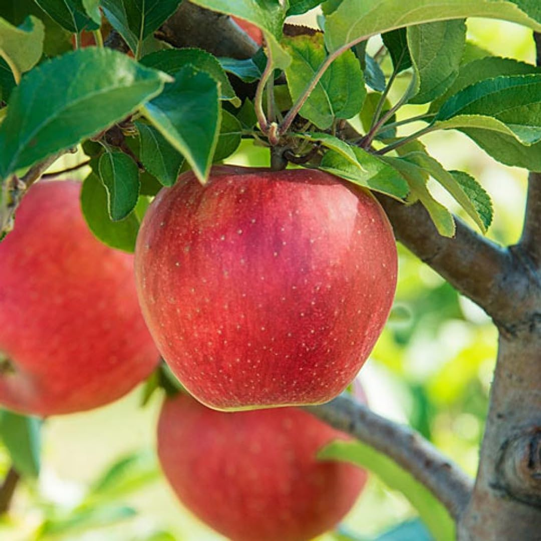 Apple Harman 99 Tropical Grafted Fruit Plant