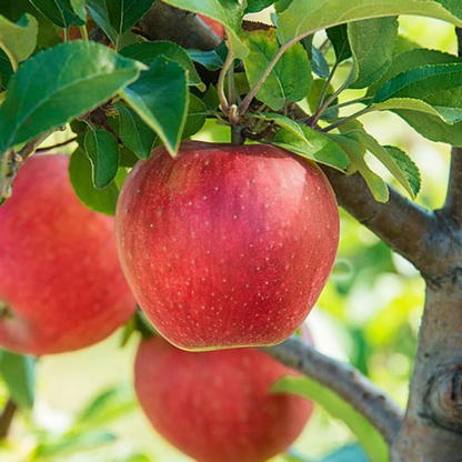 Apple Harman 99 Tropical Grafted Fruit Plant