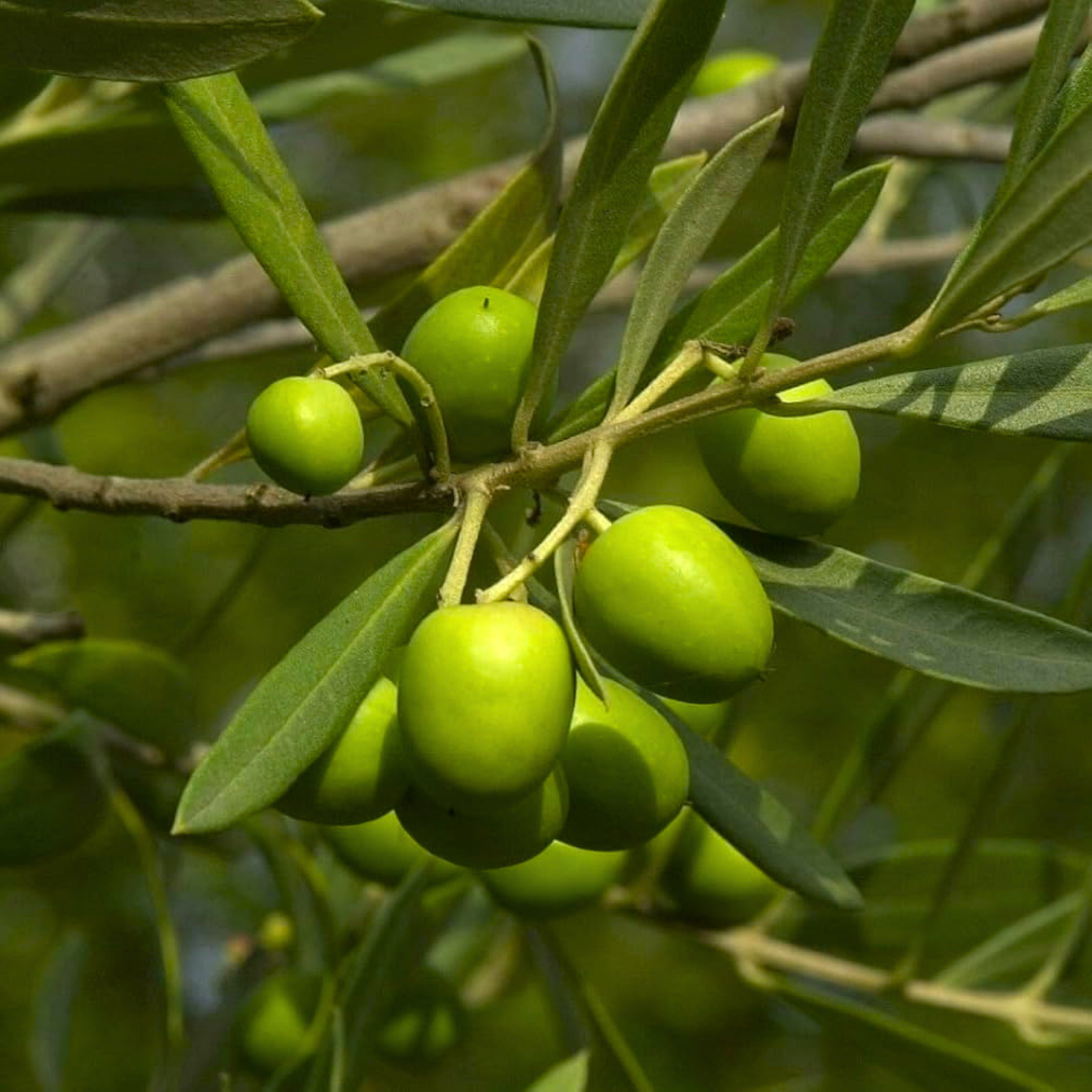 Arabic Sweet Olive Live Plant