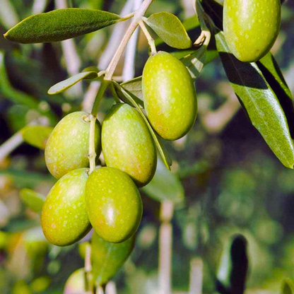 Arabic Sweet Olive Live Plant