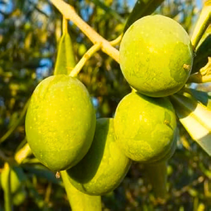 Arabic Sweet Olive Live Plant