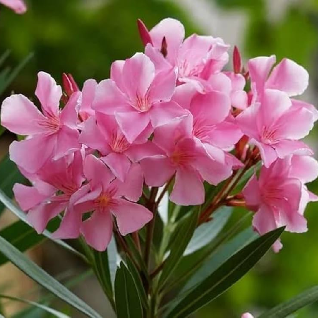 Arali Pink Single Petal (Nerium oleander) All Time Flowering Live Plant