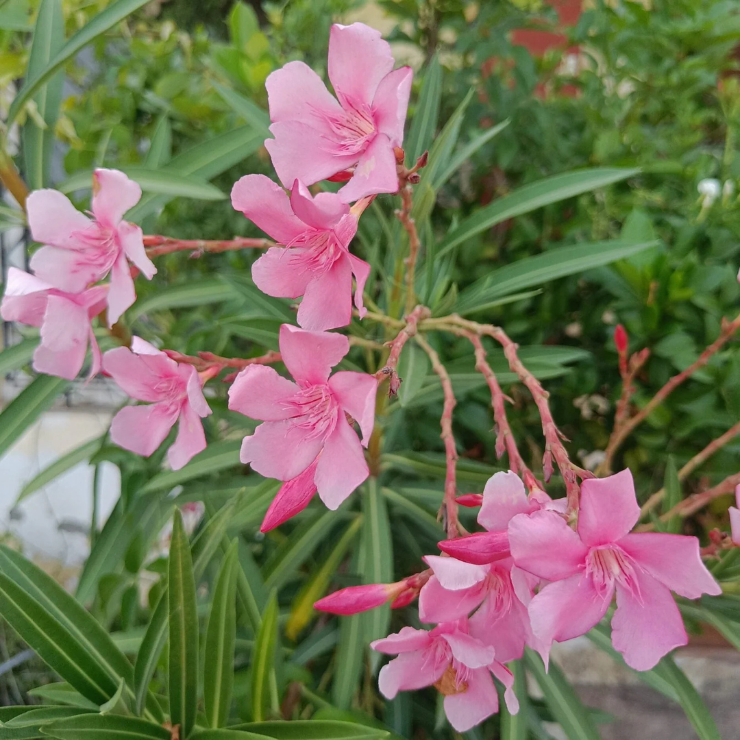 Arali Pink Single Petal (Nerium oleander) All Time Flowering Live Plant
