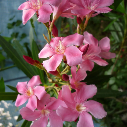 Arali Pink Single Petal (Nerium oleander) All Time Flowering Live Plant
