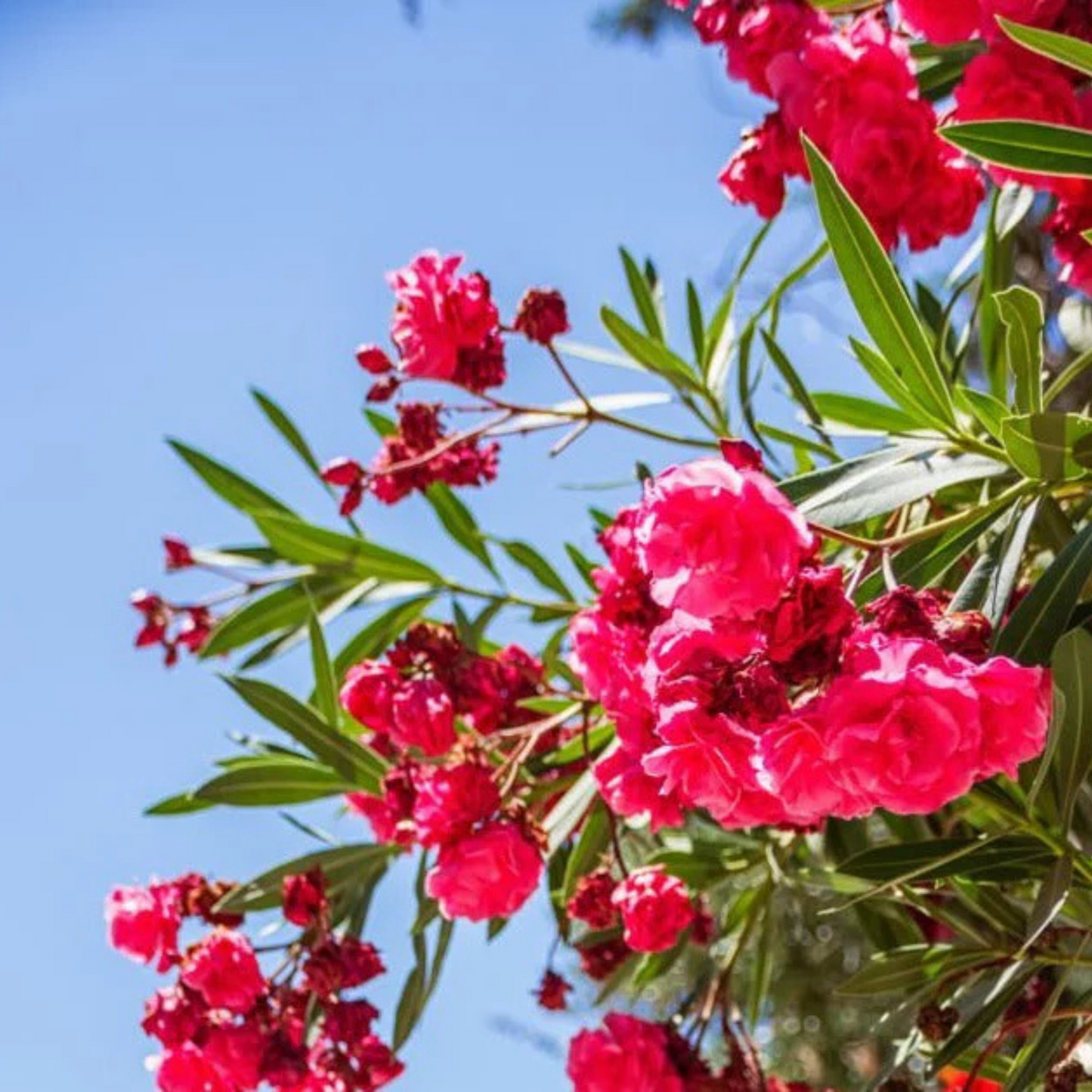 Arali Red Multi Petal (Nerium oleander) Rare All Time Flowering Live Plant